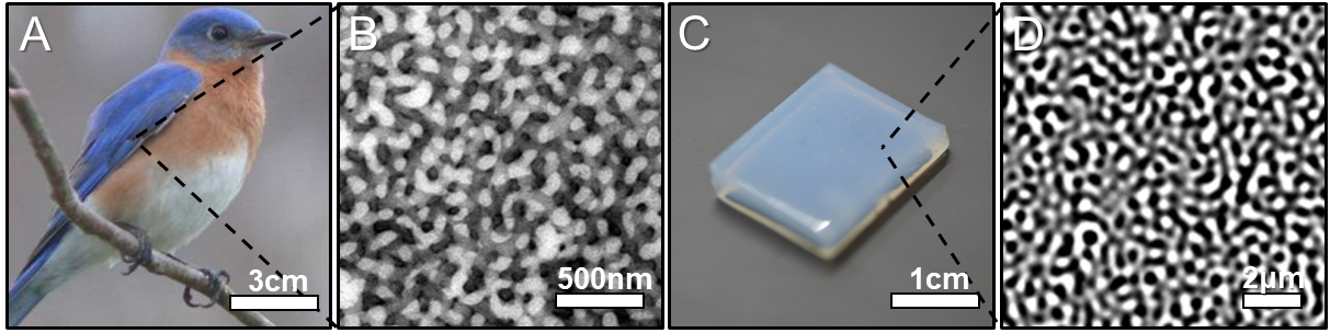 Bluebird feather structure and synthetic material replication 